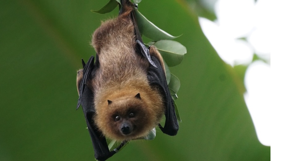 apple vision pro screen filled with bats - image shows a bat hanging upside down.